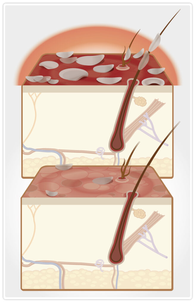Urban Dog illustrazioni per shampoo